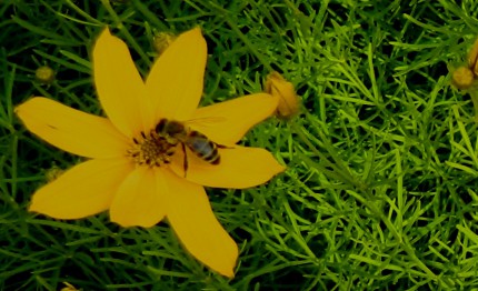 Biene auf Blüte